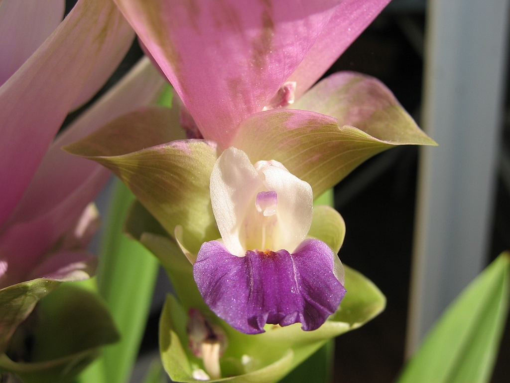 Tulipe de Siam 4 fleurs 09.jpg